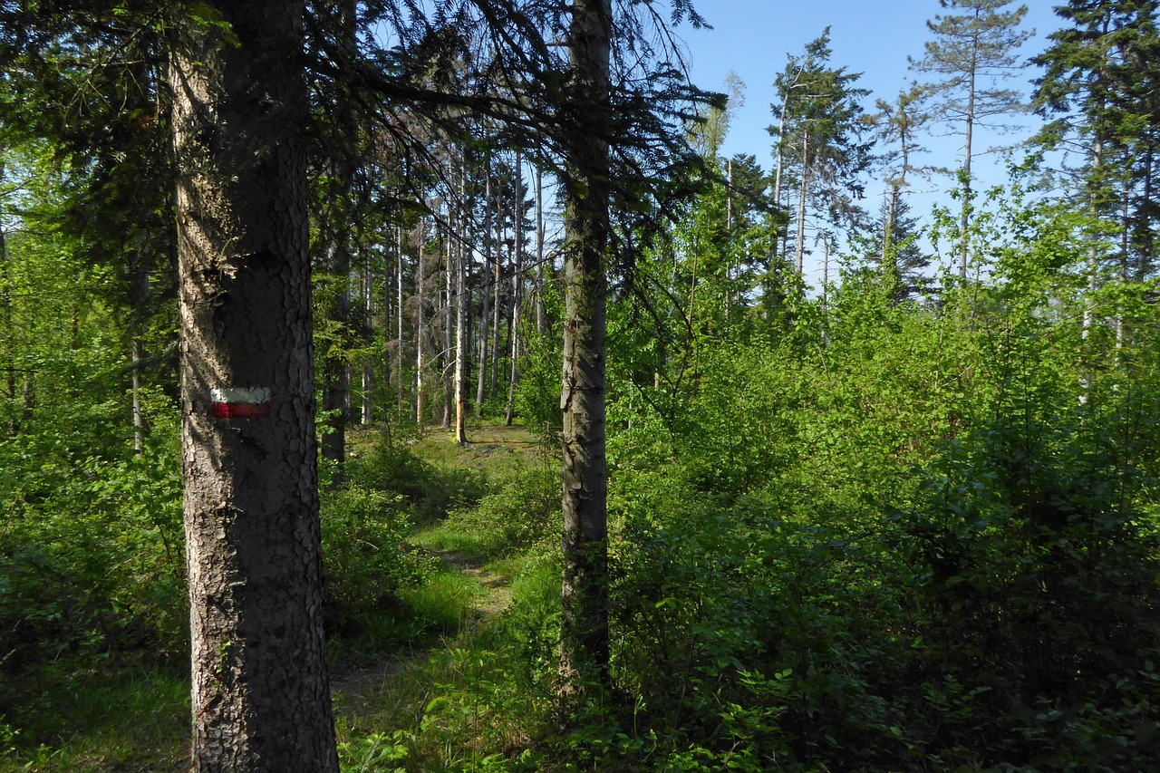 L’Appennino Bolognese profuma di tartufo con Tartufesta 2025