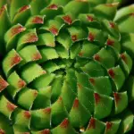 Rodiola: a cosa serve e perché viene considerata una pianta capace di sostenere corpo e mente nei momenti di maggiore stress