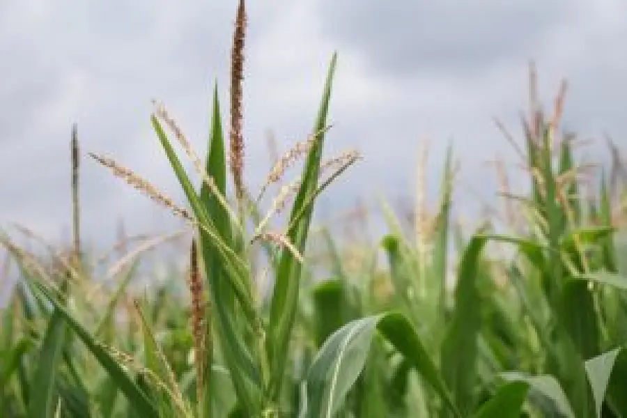 Webinar sul bando regionale per l’agroindustria: focus su investimenti e procedure