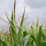 Webinar sul bando regionale per l’agroindustria: focus su investimenti e procedure