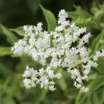 Benefici e utilizzi dello sciroppo di sambuco: proprietà, tradizione e usi quotidiani