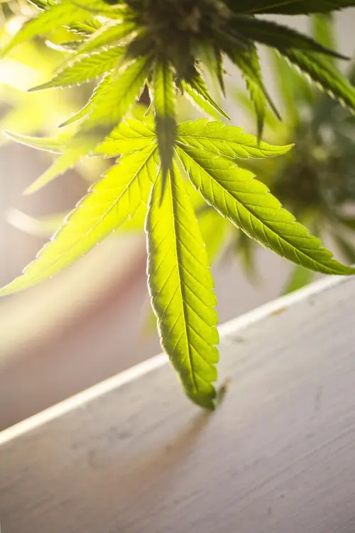 Arresto per spaccio a Bologna: fermato dipendente di un istituto finanziario