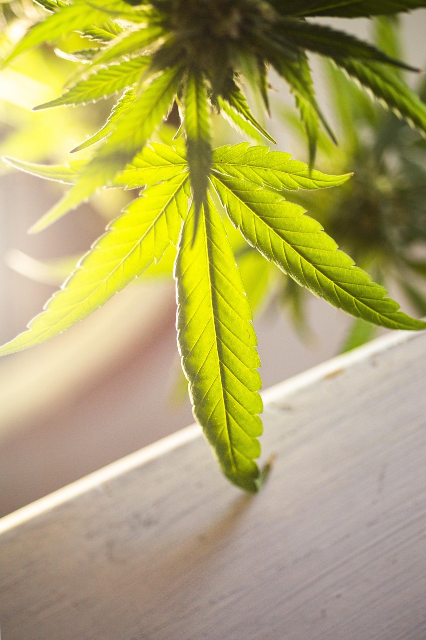 Arresto per spaccio a Bologna: fermato dipendente di un istituto finanziario