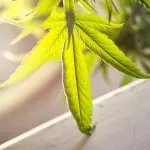 Arresto per spaccio a Bologna: fermato dipendente di un istituto finanziario