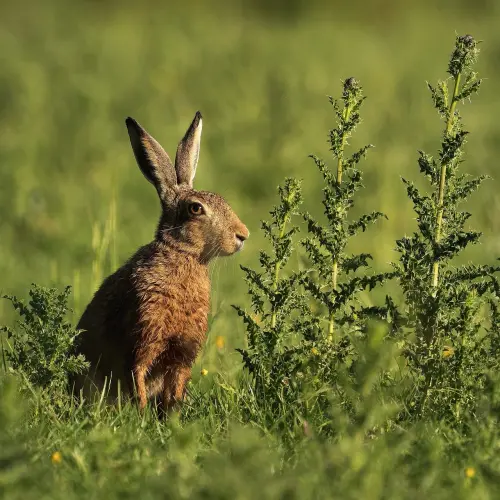 Strade provinciali e biodiversità: quando le banchine diventano corridoi ecologici