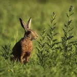 Strade provinciali e biodiversità: quando le banchine diventano corridoi ecologici