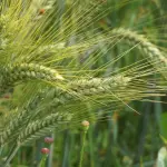 Agricoltura emiliano-romagnola, più risorse per investimenti e ricambio generazionale