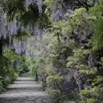 Semina del glicine: un percorso paziente tra tecnica, osservazione e cura del dettaglio