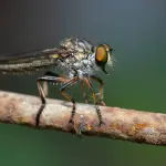 Quali sono le soluzioni naturali per riuscire ad allontanare le mosche da casa