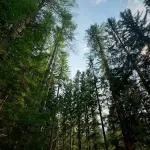 In bici tra paesaggi e alberi monumentali: da Reggio Emilia ad “Alberi Festival”