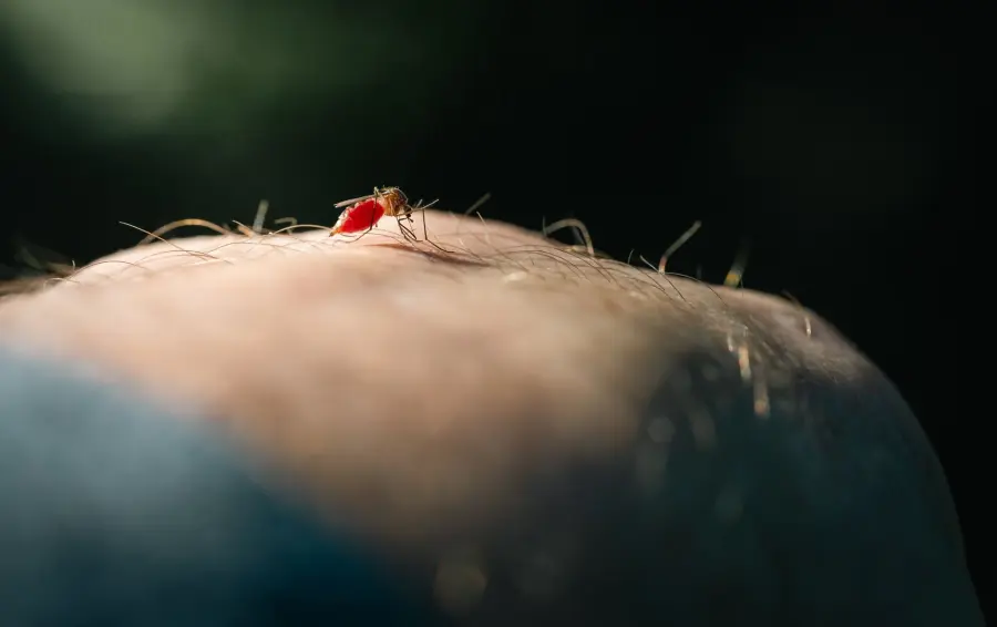 Dengue a Bologna, disinfestazioni dal 3 al 6 agosto