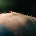 Dengue a Bologna, disinfestazioni dal 3 al 6 agosto