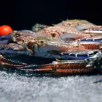 Cesenatico, polpi in mare contro il granchio blu: test Octo-Blu