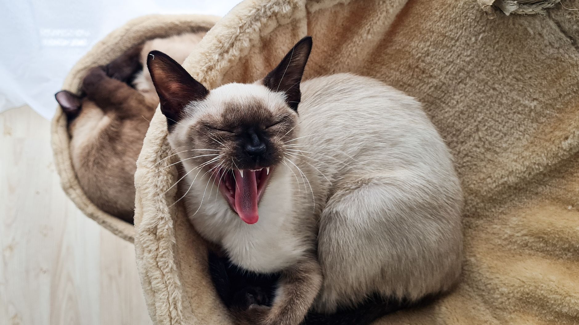 Bologna, approvato il Piano Oasi feline: nuove regole per 6 strutture