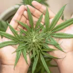 Coltivazione di Cannabis scoperta vicino all’aeroporto di Bologna: sequestro e denuncia