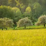 2.500 nuovi alberi per Torino: un progetto che unisce ambiente, salute e innovazione