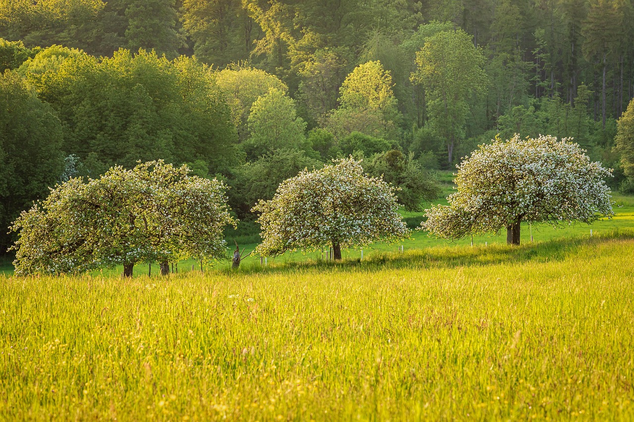 2.500 nuovi alberi per Torino: un progetto che unisce ambiente, salute e innovazione